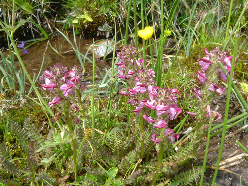 Pedicularis pyrenaica photo